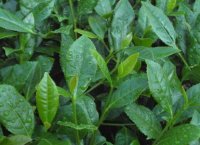 番茄潛葉蛾最佳防治方法？
