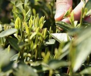 茶的原產(chǎn)地是哪個國家？