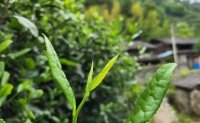 4月19日最新咨詢：“七安紅”春茶開始采收，新